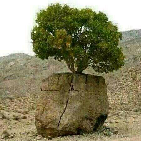 اهل رشد کردن باش در همه جا